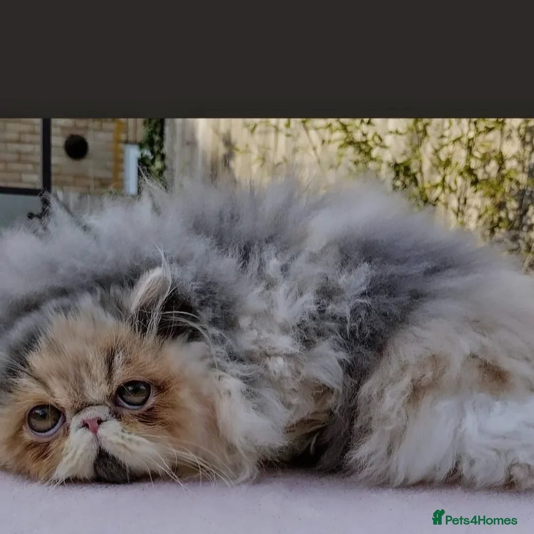 Persian cats for sale: Neutured NERVOUS girl for rehoming-READ CAREFULLY  - Image 2