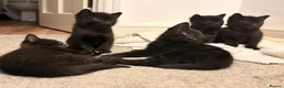 Mixed Breed cats for sale: Mixed Breed Black Kittens in Thetford - Advert 5
