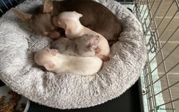 Chihuahua dogs for sale: Absolutely stunning chihuahua puppies  - Image 12