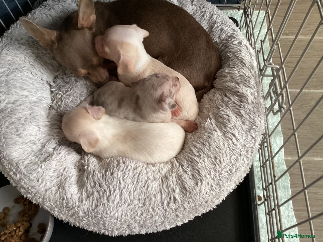 Chihuahua dogs for sale: Absolutely stunning chihuahua puppies  - Image 12