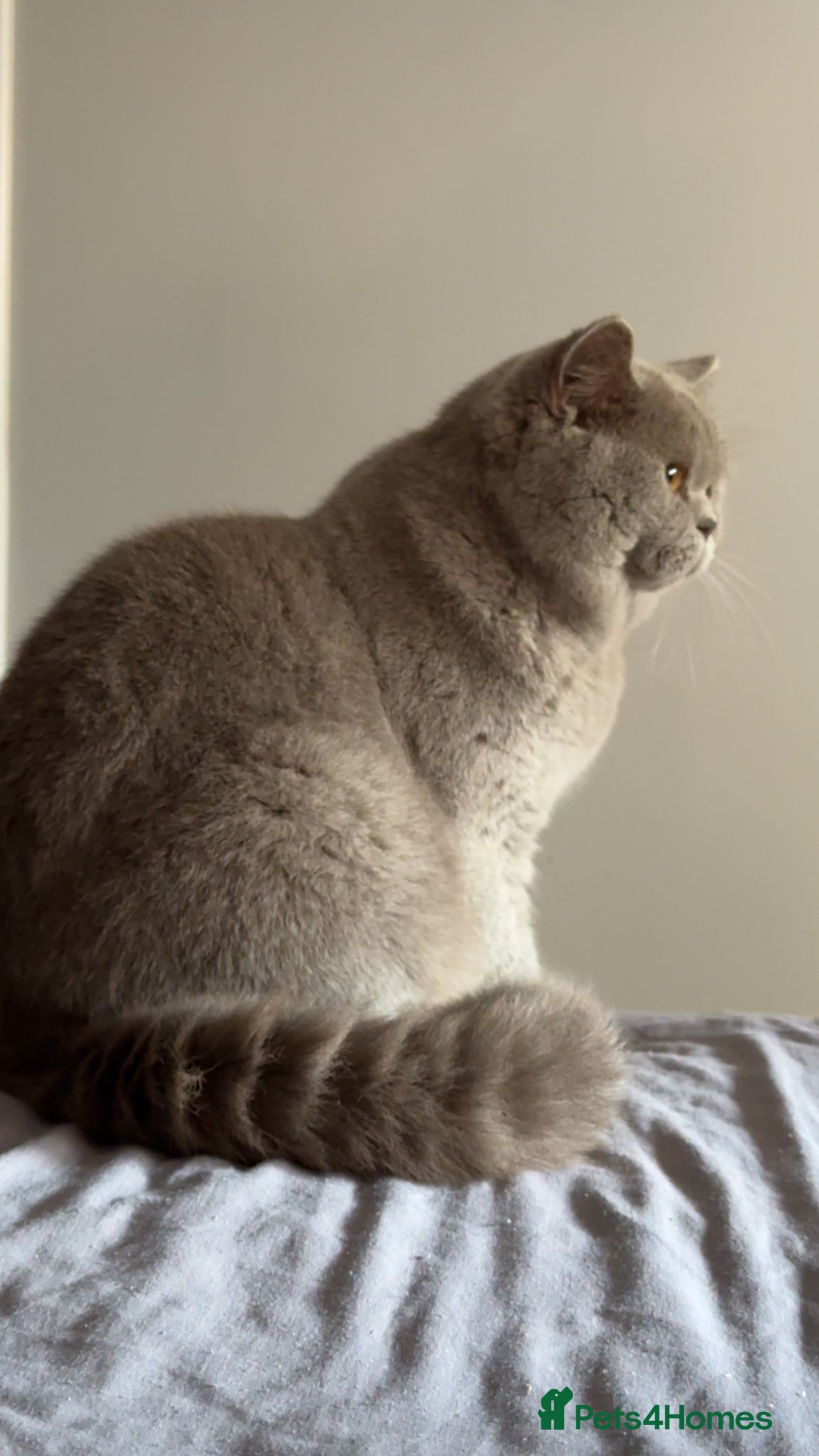 British Shorthair cats Bexivia BSH HUGO Lilac British Shorthair STUD ONLY in Luton - Advert 3