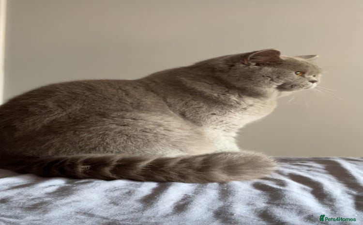 British Shorthair cats in Luton - Advert 4