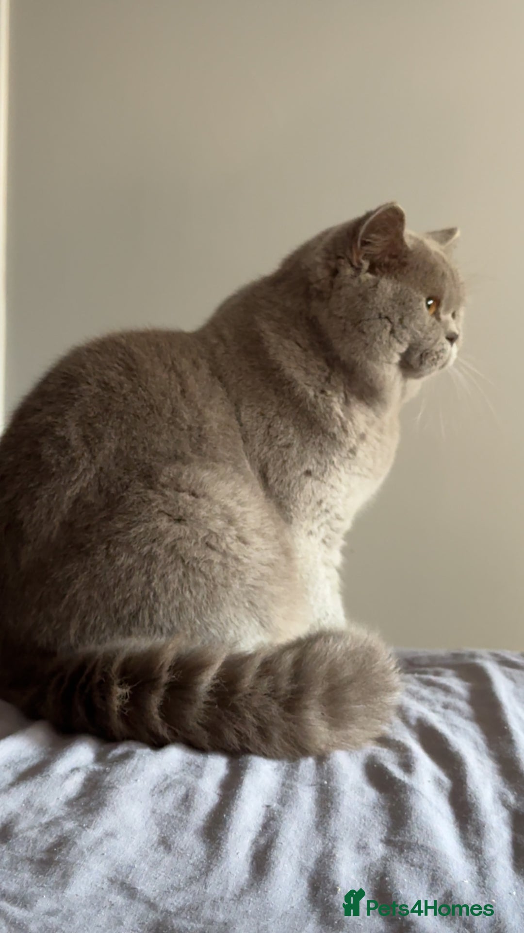 British Shorthair cats for stud: Bexivia BSH HUGO Lilac British Shorthair STUD ONLY in Luton - Advert 1