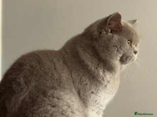 British Shorthair cats in Luton - Advert 28