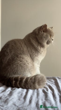 British Shorthair cats Bexivia BSH HUGO Lilac British Shorthair STUD ONLY in Luton - Advert 19