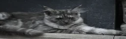 Maine Coon cats for sale: Gorgeous Champion Bloodline Maine Coon Kittens - Advert 5