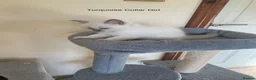 Ragdoll cats for sale: RARE RAGDOLL KITTENS - Advert 21