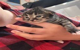 Domestic Shorthair cats for sale: 3 tabby males ready 18/09 - Image 3