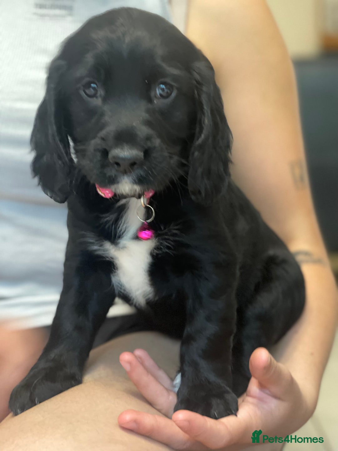 Sprocker dogs for sale: Beautiful Sprocker puppies HEALTH TESTED PARENTS - Image 33