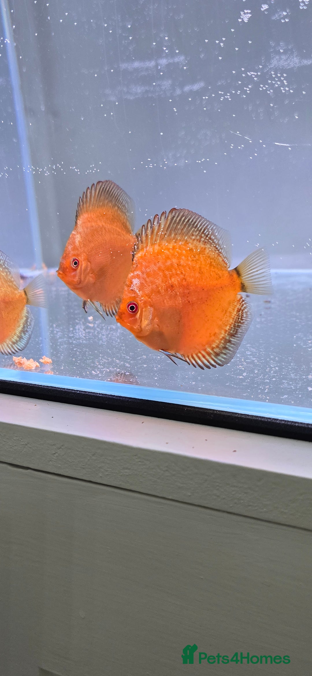 Discus fish for sale: Discus - Image 4