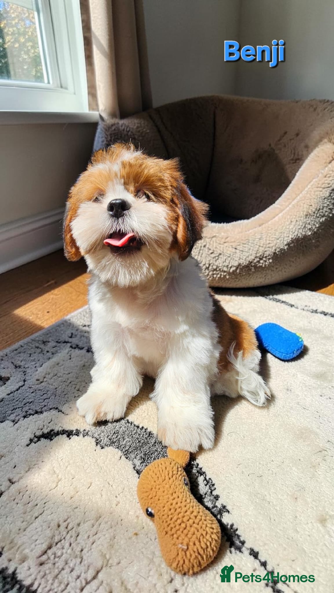 Shih Tzu dogs  💞 QUALITY STANDARD SHIH TZU 💕 - Advert 17