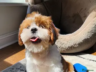 Shih Tzu dogs 💞 QUALITY STANDARD SHIH TZU 💕 - Advert 17