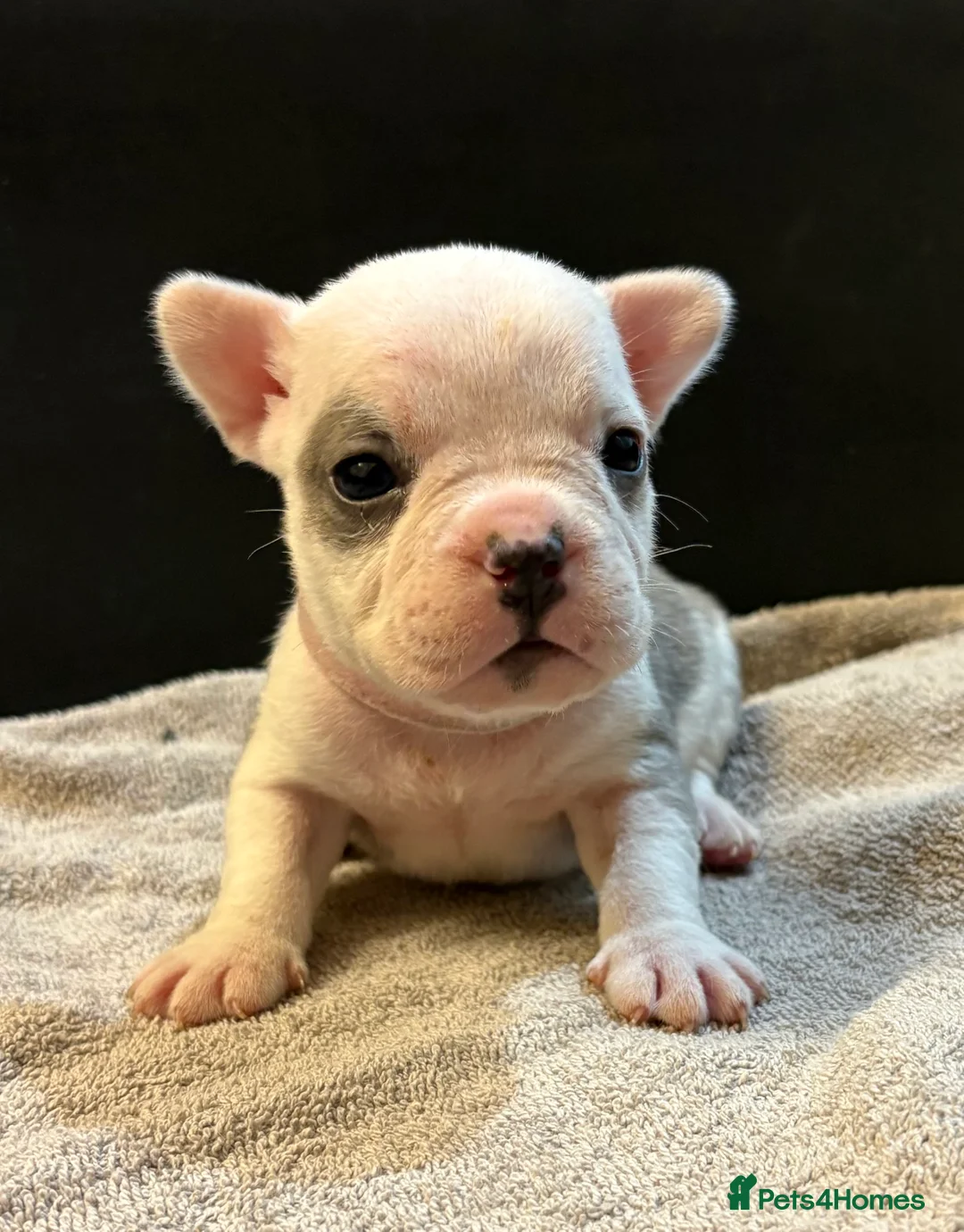 Mixed Breed dogs for sale: Frenchie mix - Advert 20