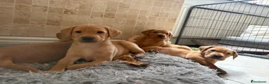 Labrador Retriever 2