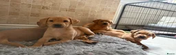 Labrador Retriever dogs for sale: KC Fully Health Tested Labrador Puppies  - Advert 13