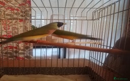 Finches birds for sale: Gouldian finches for sale  - Image 17