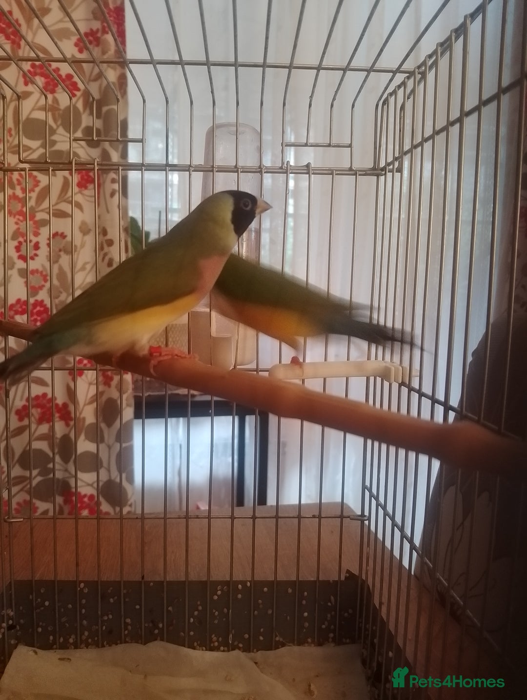 Finches birds for sale: Gouldian finches for sale  - Image 17