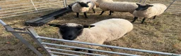 Sheep livestock for sale: Pedigree Llanwenog Shearling Ewes  in Chepstow - Advert 9