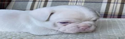 French Bulldog dogs for sale: Pink & Pink carrier French Bulldog puppies - Advert 10