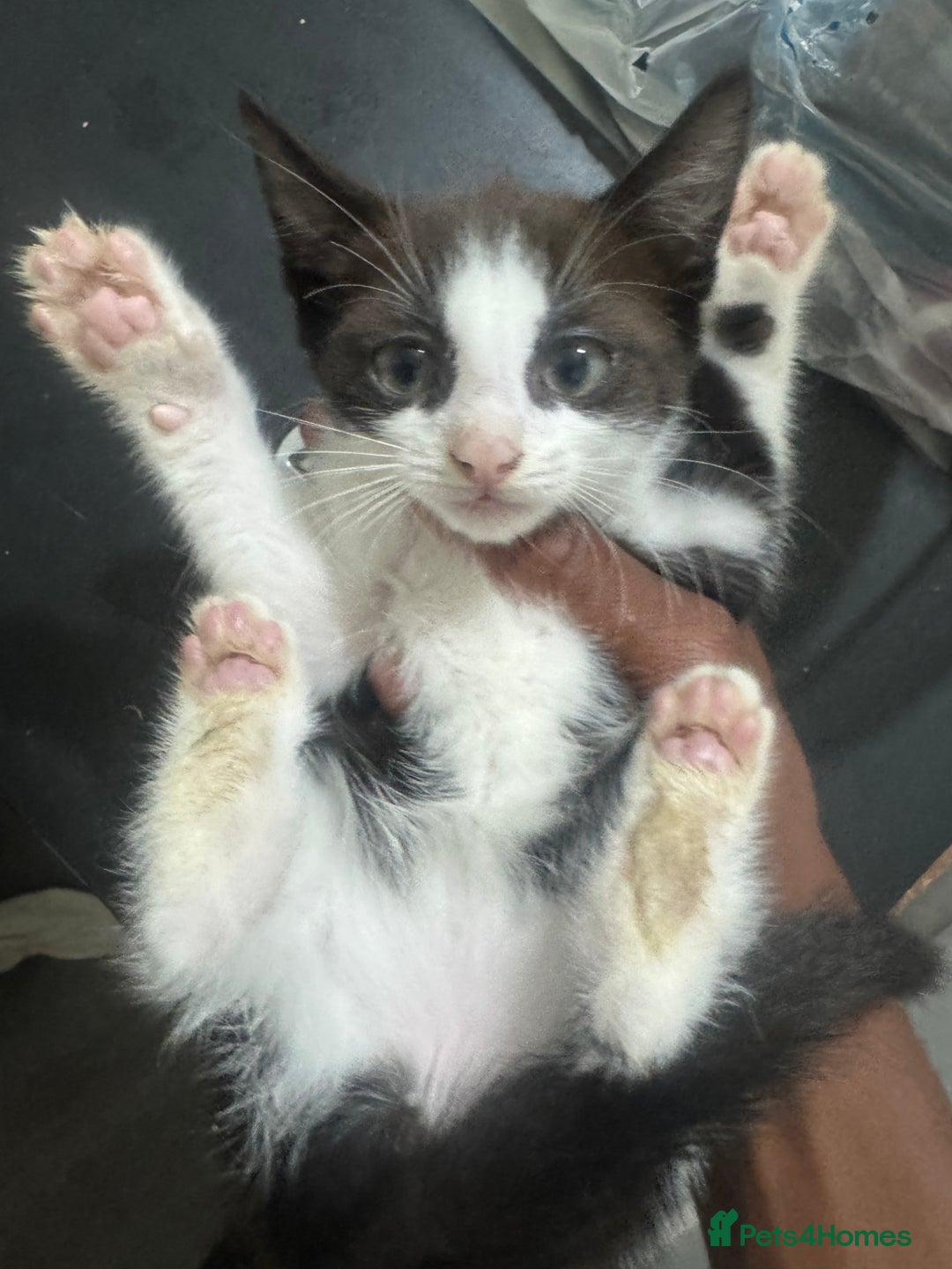 British Shorthair cats for sale: Three adorable kittens for sale £50 - Image 3