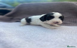 Cocker Spaniel dogs for sale: Working Cocker Spaniel Puppies  - Image 5