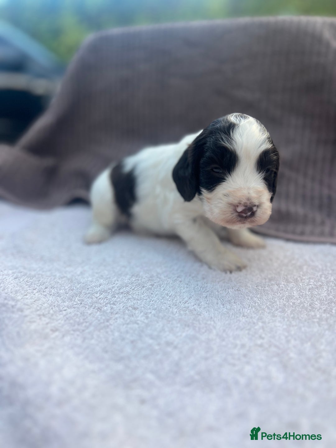 Cocker Spaniel dogs for sale: Working Cocker Spaniel Puppies  - Image 5