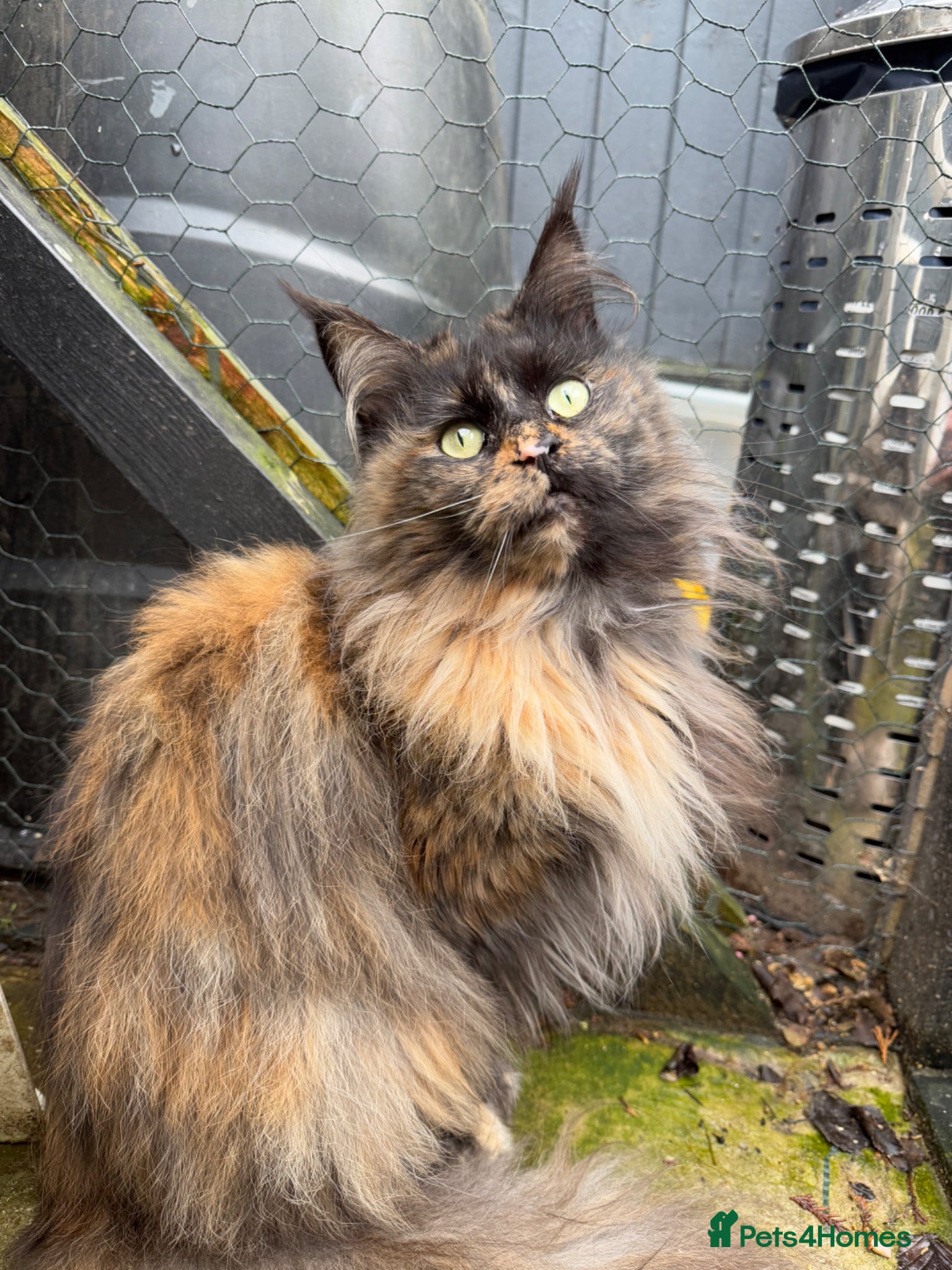 Maine Coon cats TICA breeding / pet Tortie smoke female  - Advert 8