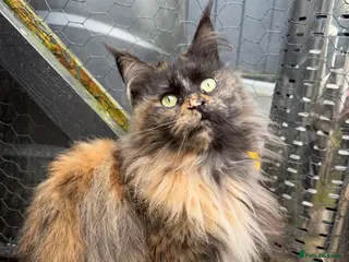 Maine Coon cats TICA breeding / pet Tortie smoke female - Advert 8