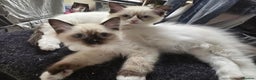 Ragdoll cats for sale: Gccf registered little Queens available 🥰 - Advert 3