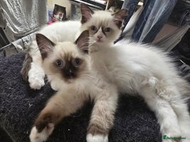 Ragdoll cats Gccf registered little Queens available 🥰 - Advert 7