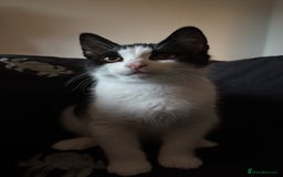 Domestic Shorthair cats for sale: Kitten looking for forever home - Image 2