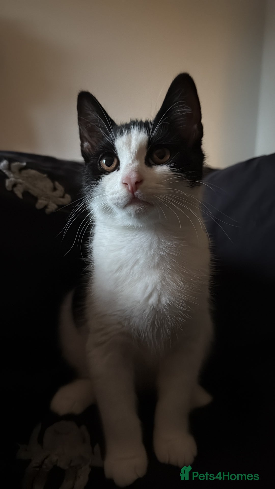 Domestic Shorthair cats for sale: Kitten looking for forever home - Image 2