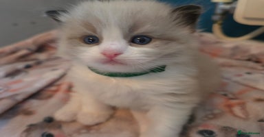 Ragdoll cats - Advert 2