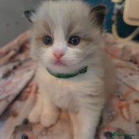 Ragdoll cats - Advert 2