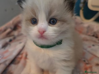 Ragdoll cats - Advert 7