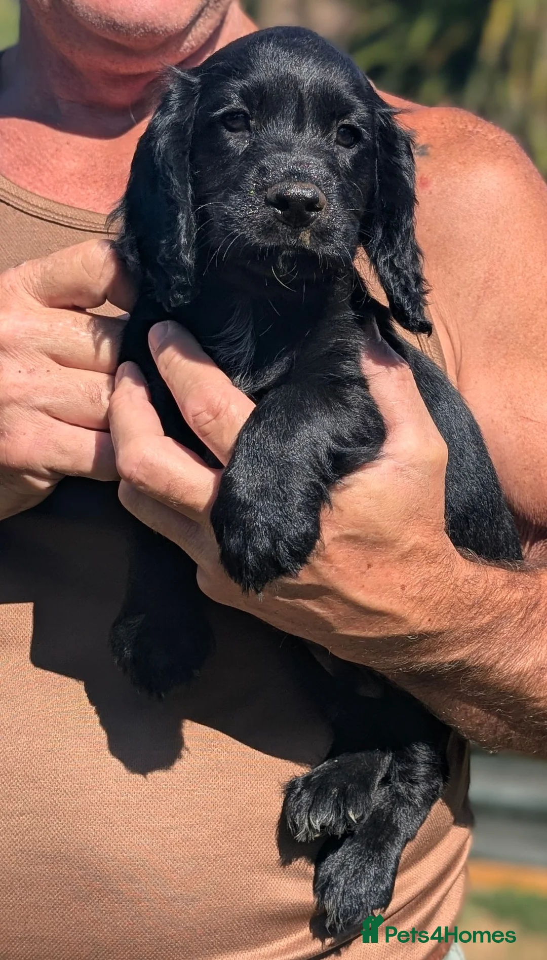 Cocker Spaniel dogs for sale: Ready now, Working Cocker Spaniel Dog Puppies  - Advert 2