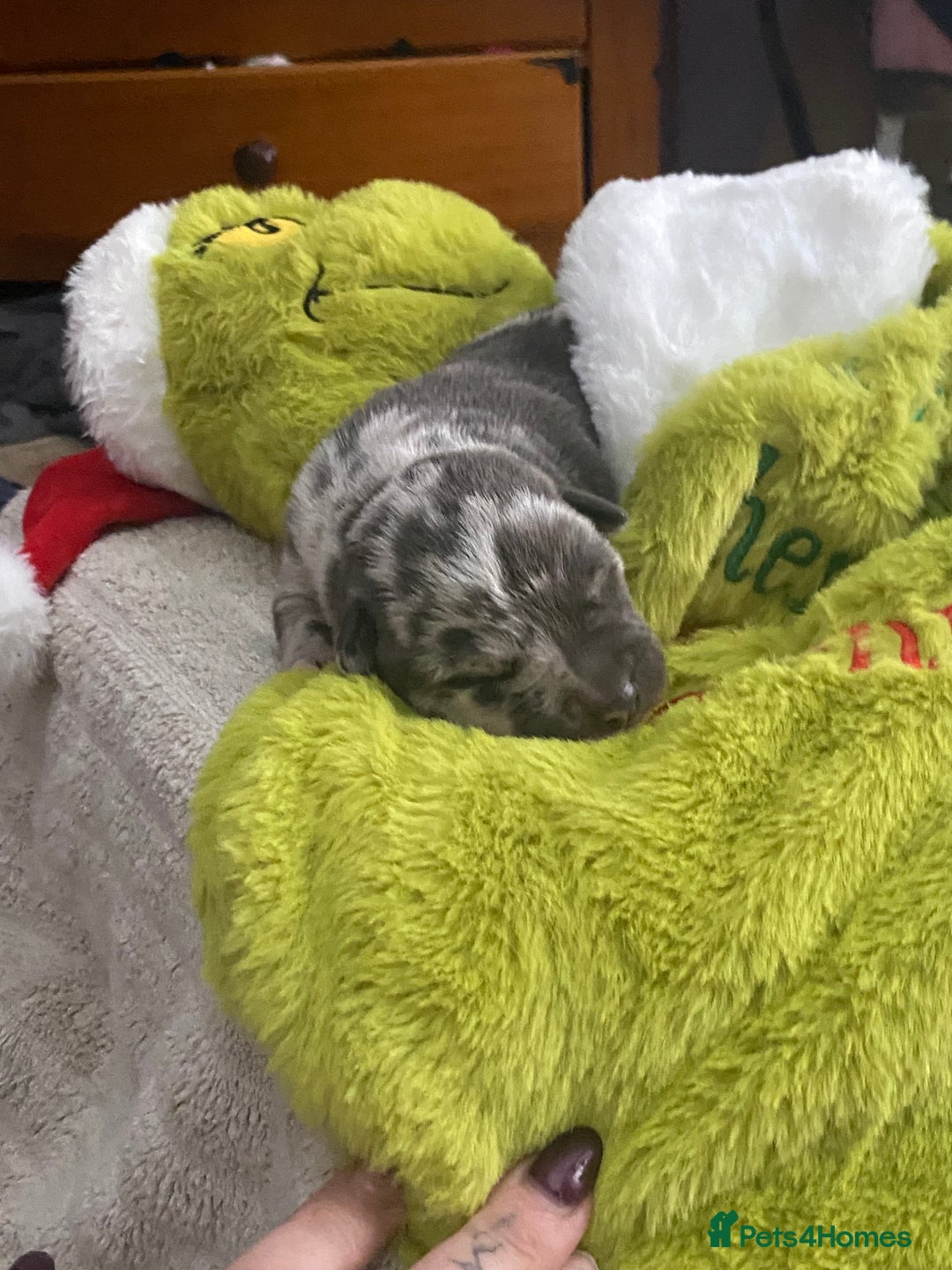 Mixed Breed dogs for sale: Can shepards - Advert 17