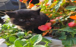 British Shorthair cats for sale: NICE BLACK KITTENS LOOKING FOR NEW HOME  - Image 1