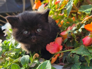 British Shorthair cats - Advert 6