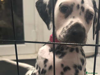 Dalmatian dogs Dalmation puppies ready to leave next week - Advert 1