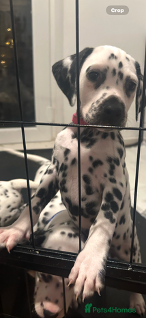 Dalmatian dogs Dalmation puppies ready to leave next week - Advert 2
