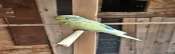 Budgerigars birds for sale: Beautiful baby budgie - Advert 2