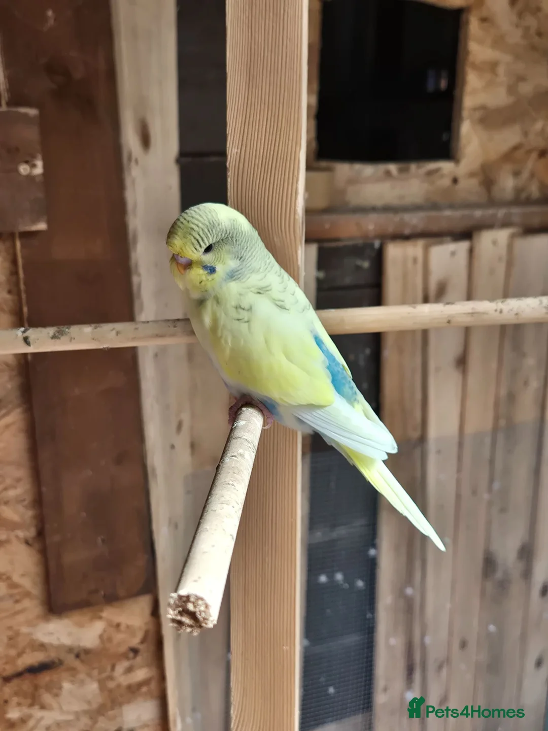 Budgerigars birds for sale: Beautiful baby budgie - Advert 2