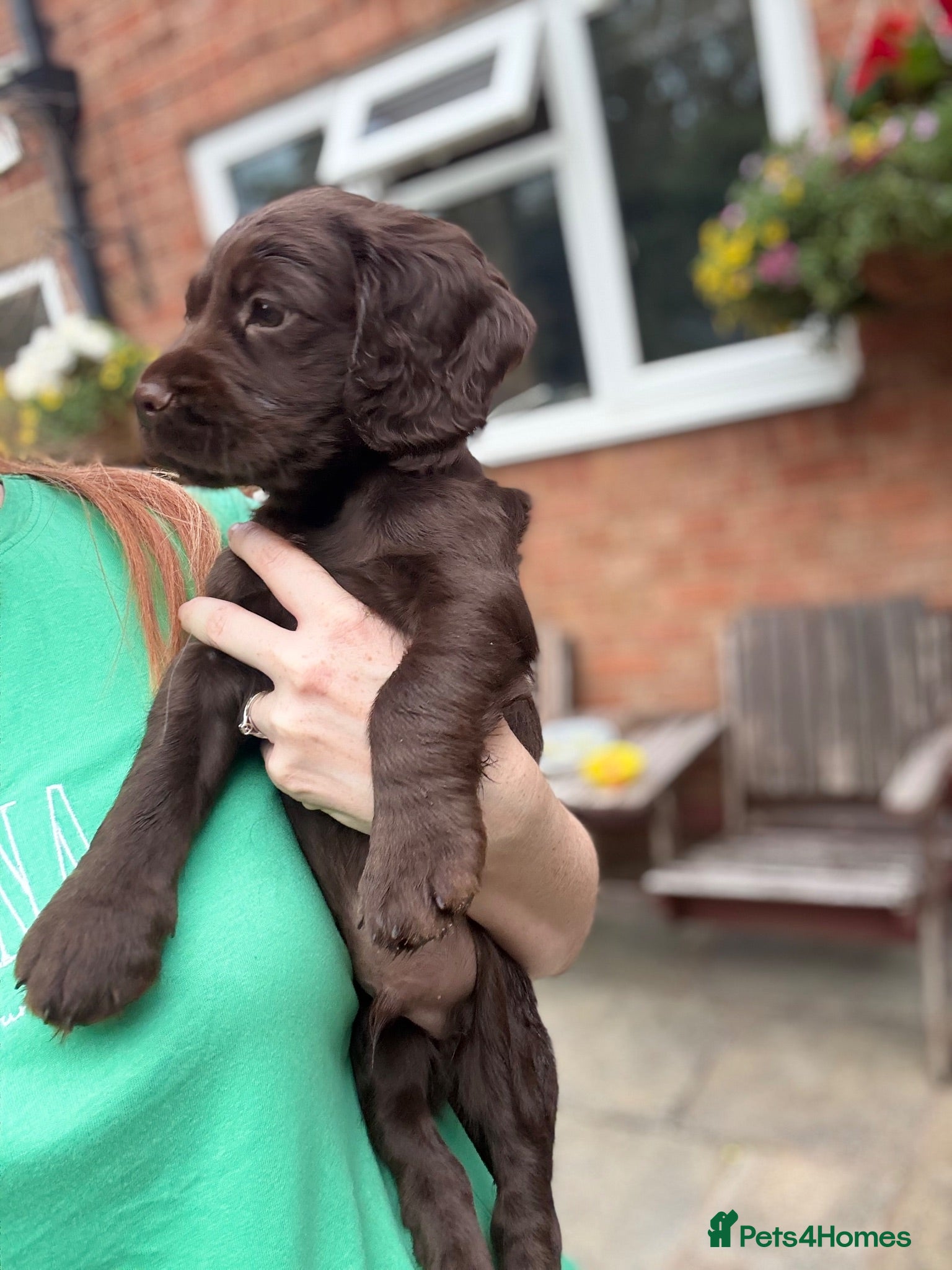Cocker Spaniel dogs Dog puppy - Advert 13