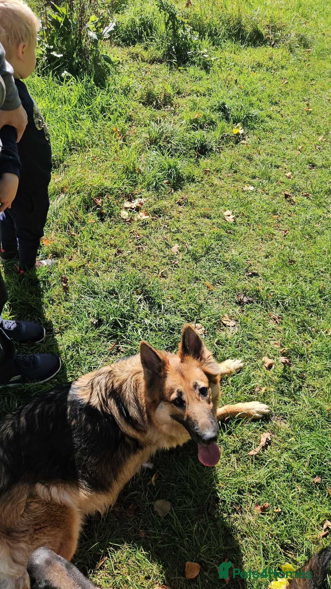 German Shepherd dogs Long haired German shepherd pups  - Advert 2