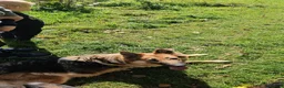 German Shepherd dogs for sale: Long haired German shepherd pups  - Advert 2