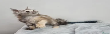Tortie female