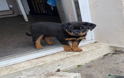 Rottweiler dogs for sale: KC Champion blood lines Rottweiler puppies  - Image 13
