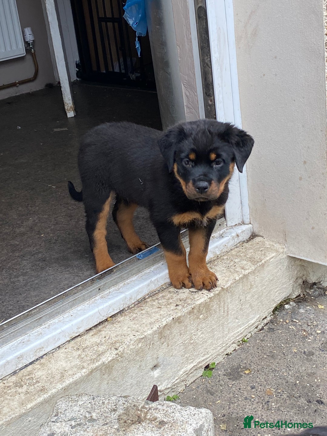 Rottweiler dogs for sale: KC Champion blood lines Rottweiler puppies  - Image 13