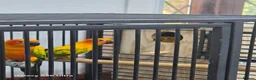 Conures birds for sale: Silly Tame hand reared Male Sun Conure with cage - Advert 17